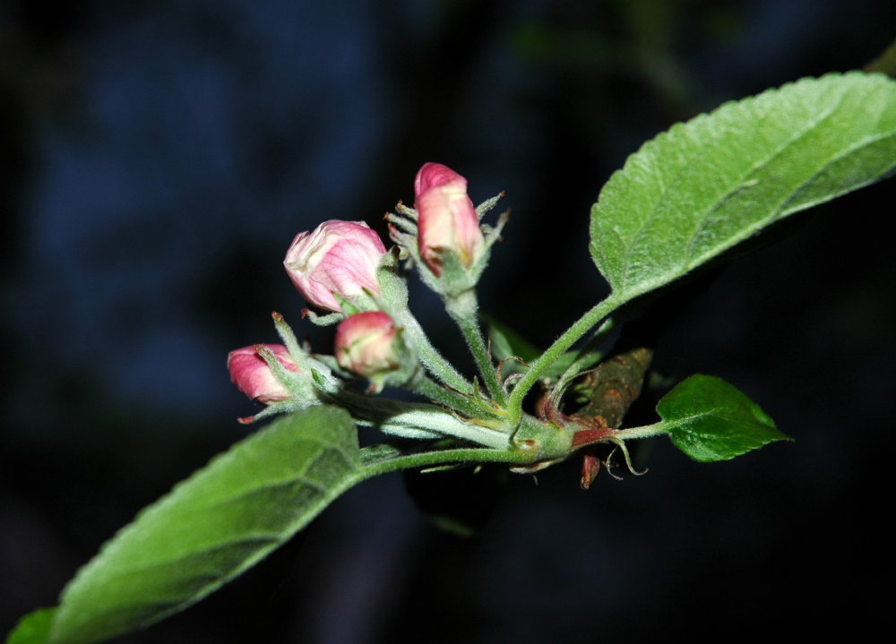 order through fluctuation: Apfelblüte im April