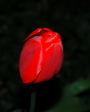 Rote Tulpe am 1. Mai 2005