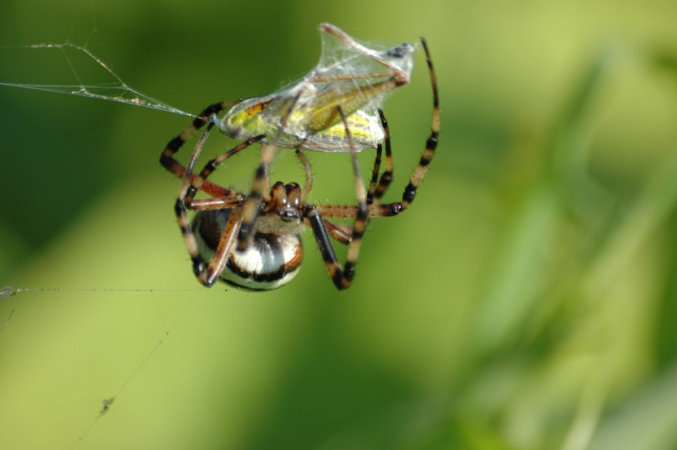 Spinne mit Opfer