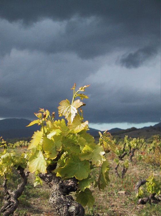 Weinstock im Frühling