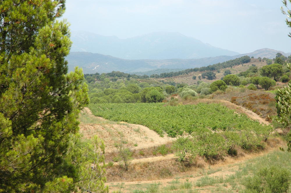 Weinberg und Pinienhain