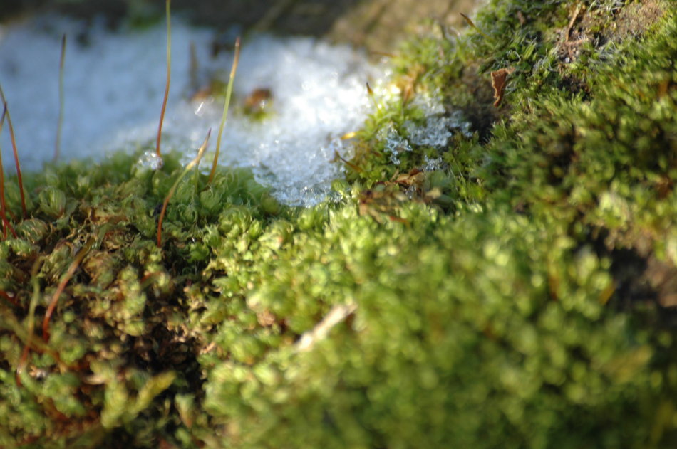 Moos auf Eis