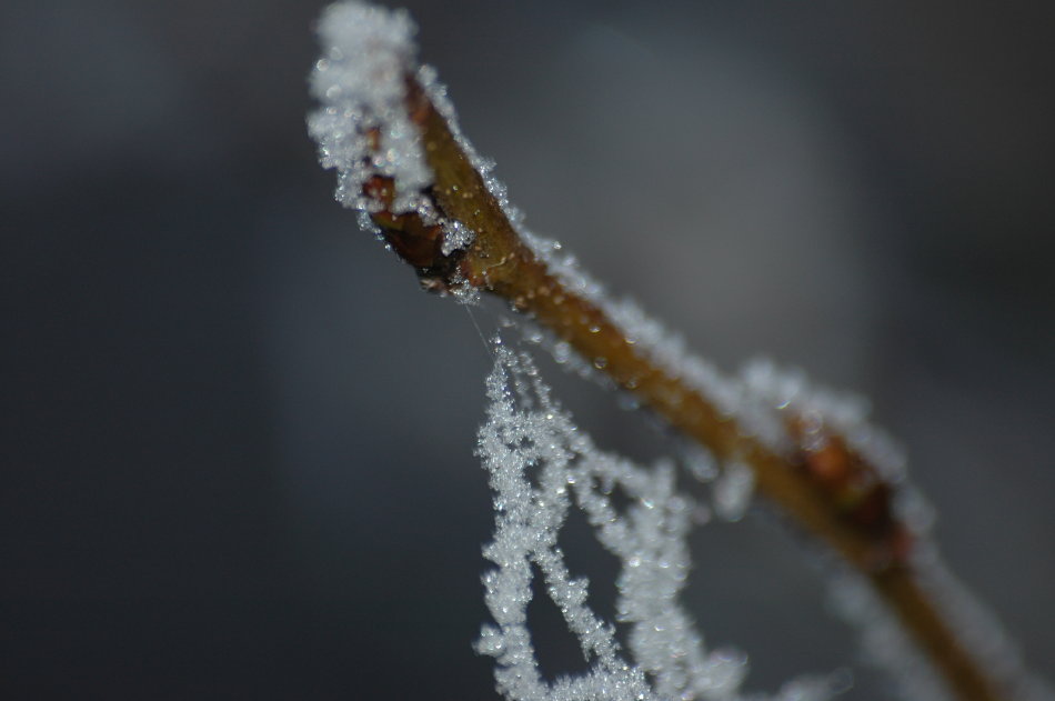 Raureif am Trieb