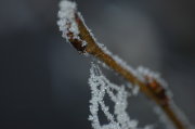 Raureif am Trieb